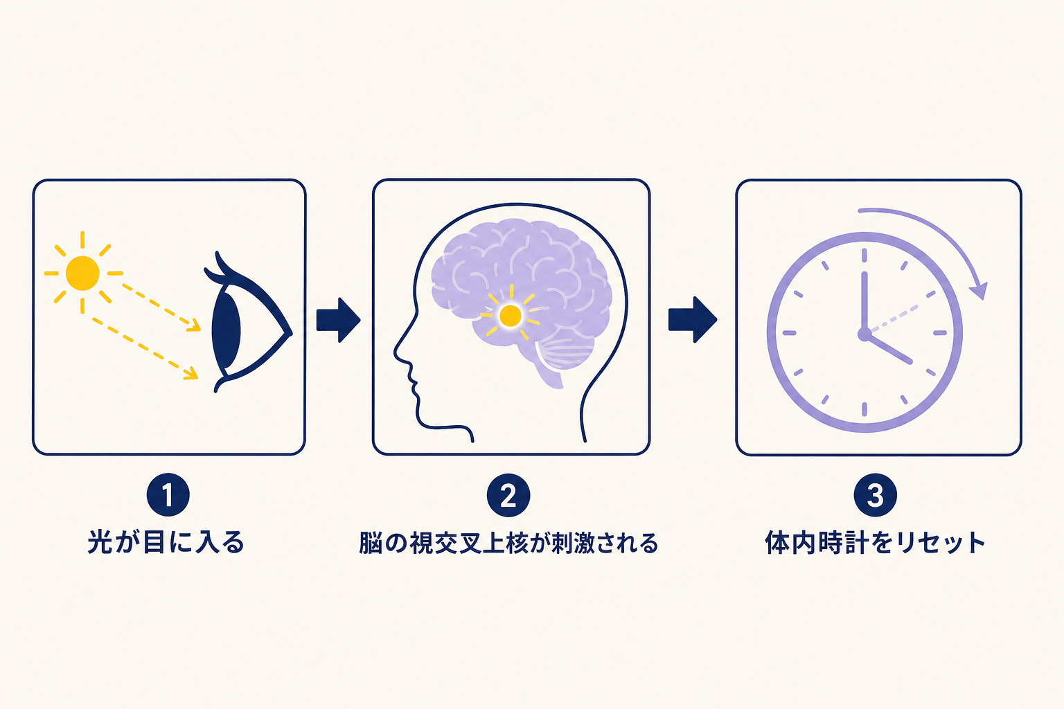 横並びのステップ図（3パネル＋右向き矢印）。右矢印はパネルとパネルの間に生成。左パネル：目のシルエット（ネイビー）に光線が入る様子。中央パネル：脳のシルエット内に小さな点（視交叉上核）がイエローで光っている。右パネル：時計のアイコン（ラベンダー）の針がリセットされる様子。背景はクリーム。それぞれを表す短いワードを出力。（右パネルは体内時計をリセット、など）それぞれをアイコンと矢印で「光→脳→体内時計リセット」の流れを表現。