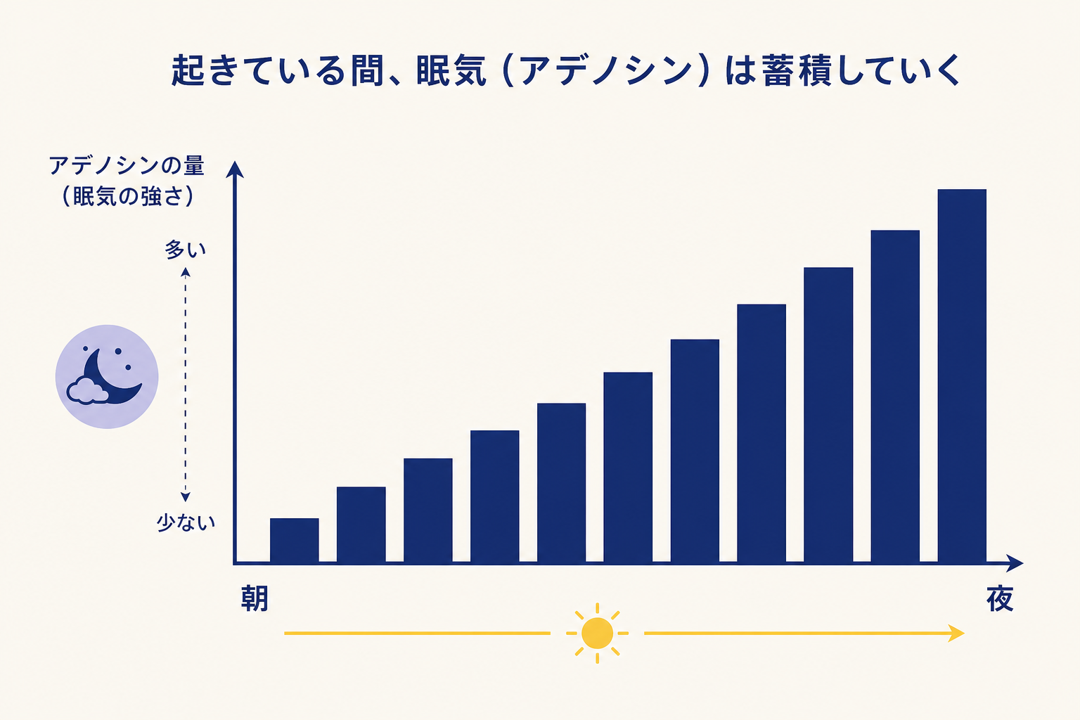 横長の棒グラフ。起きている間、時間が経つにつれて眠気（アデノシン）が蓄積されていく様子を表現したい。横軸は朝から夜への時間の流れ、縦軸はアデノシンの量。棒は左（朝）から右（夜）にかけて段階的に高くなり、右端が最も高い。棒の色はネイビー。「朝」「夜」のラベルのみ横軸の両端に添える。