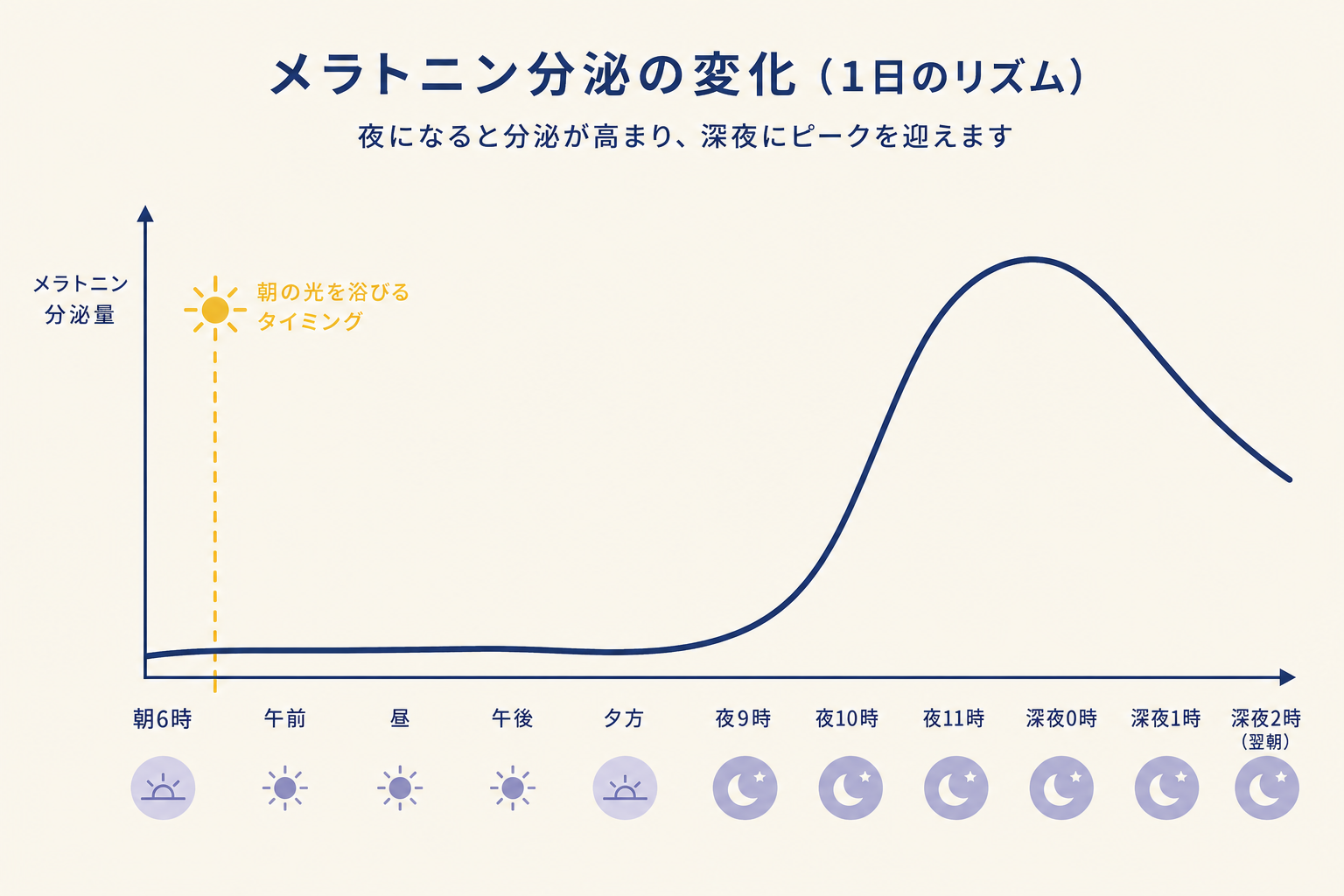 横長の折れ線グラフ。横軸は左から右へ時間帯（朝6時〜翌朝2時）。縦軸はメラトニン分泌量。折れ線は朝〜夕方にかけて低く平坦、夜9〜10時頃から急激に上昇し深夜0〜1時頃に頂点を迎え、その後緩やかに下降する。折れ線の色はネイビー。「朝の光」を浴びるタイミングをイエローの縦線で左端付近に示す。背景はクリーム。軸の数値ラベルは不要、増減のトレンドとイエロー縦線の位置関係だけを視覚的に表現。