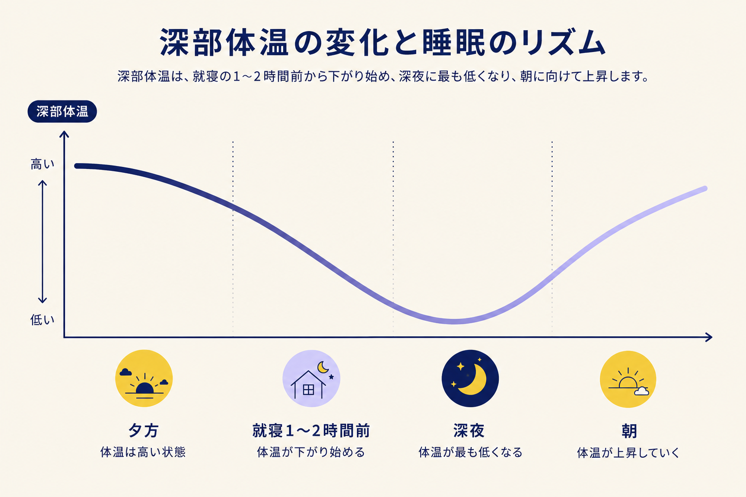 横長の折れ線図。深部体温の折れ線グラフ。縦軸で深部体温を表現し、横軸で時刻の流れ（夕方→就寝→深夜→朝）を表現。夕方は高い位置（体温）から、就寝1〜2時間前にかけてなだらかに下降し、深夜に最低点、朝にかけて再び上昇する。折れ線の色はネイビーからラベンダーへのグラデーション。背景はクリーム。軸の数値は不要で、トレンドの山と谷だけを視覚的に表現。