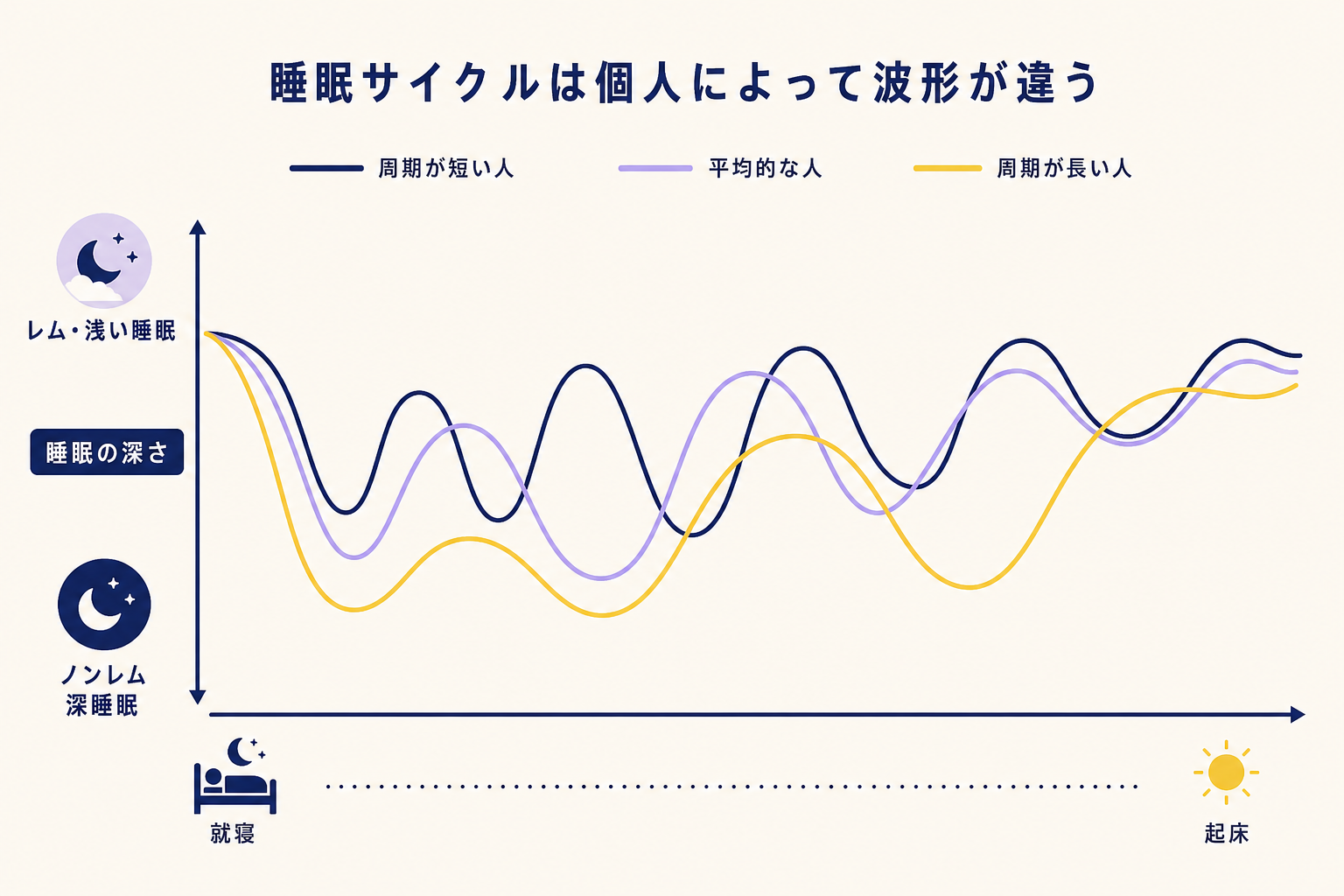 横長の折れ線グラフ。横軸は左から右へ時間の流れ（就寝から起床まで、目安7〜8時間）、縦軸は睡眠の深さ（上がレム・浅い睡眠、下がノンレム深睡眠）。3本の折れ線を重ねて描き、それぞれ異なる波形を持つ（周期が短い人・平均的な人・周期が長い人）。色はネイビー・ラベンダー・イエロー。背景はクリーム。軸ラベルや数字は不要で、「個人によって波形が違う」という視覚的な対比だけを表現する。